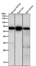 All lanes use the Antibody at 1:2K dilution for 1 hour at room temperature.