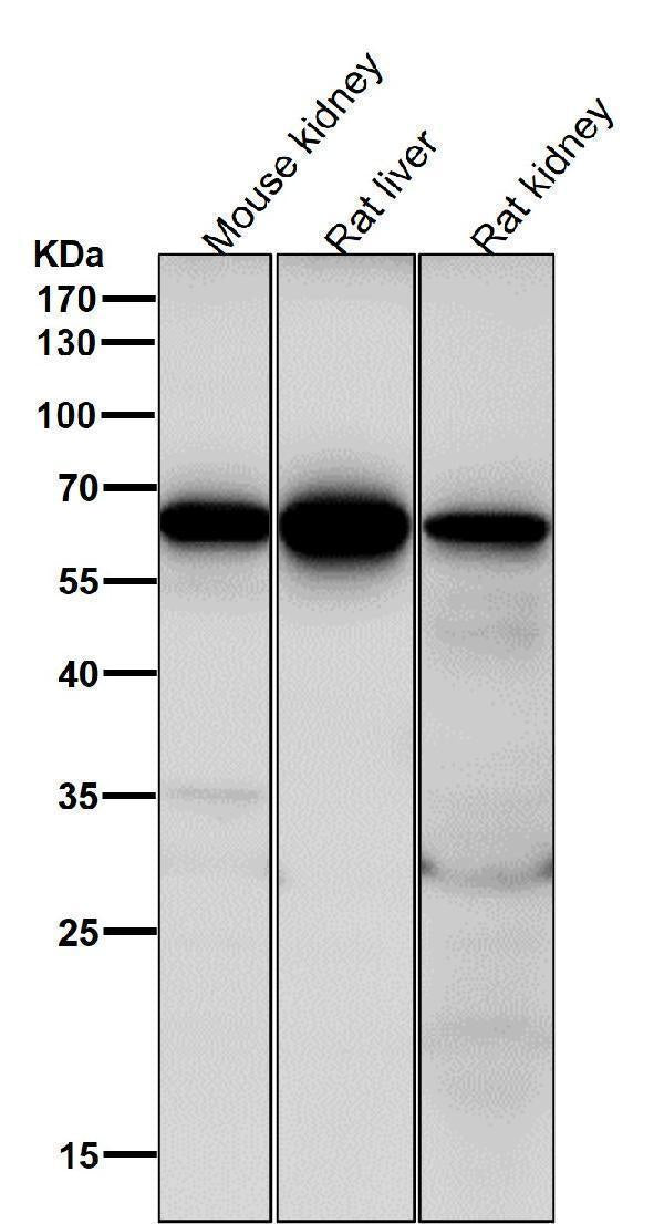 All lanes use the Antibody at 1:2K dilution for 1 hour at room temperature.