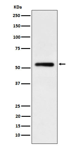 Western blot analysis of human IgG1 expression in Human tonsil cell lysate.
