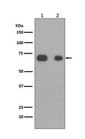 Western blot analysis of Caldesmon expression in (1)NIH3T3 cell lysate; (2)HeLa cell lysate.