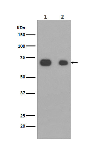 Western blot analysis of Caldesmon expression in (1)NIH3T3 cell lysate; (2)HeLa cell lysate.
