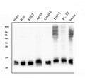 Anti-Thioredoxin 2/TXN2 Antibody Picoband® (monoclonal, 7B5)