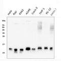 Anti-Thioredoxin 2/TXN2 Antibody Picoband® (monoclonal, 4H3)
