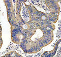 Anti-Thioredoxin 2 Monoclonal Antibody