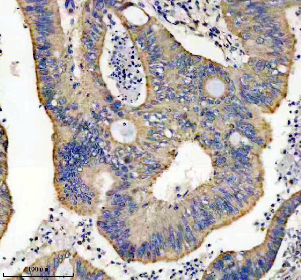 Anti-Thioredoxin 2 Monoclonal Antibody