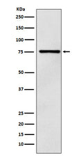 Western blot analysis of DCP1A expression in 293T cell lysate.