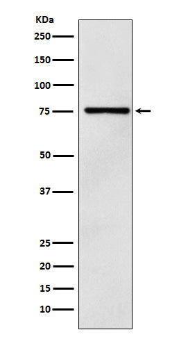 Western blot analysis of DCP1A expression in 293T cell lysate.