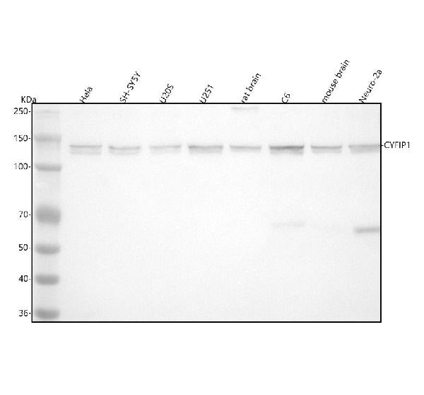 Anti-CYFIP1 Rabbit Monoclonal Antibody