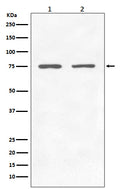 Western blot analysis of GARS expression in (1) Jurkat cell lysate; (2) 293T cell lysate.