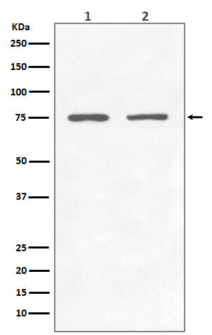 Western blot analysis of GARS expression in (1) Jurkat cell lysate; (2) 293T cell lysate.
