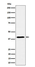 Western blot analysis of ADH4 expression in human  liver cell lysate.