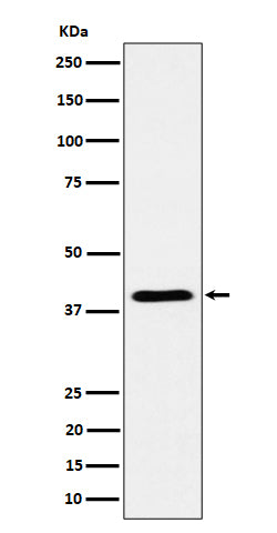 Western blot analysis of ADH4 expression in human  liver cell lysate.