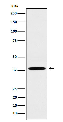 Western blot analysis of LTB4R expression in A549 cell lysate.