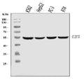 Anti-EIF5 Antibody Picoband® (monoclonal, 2F13C4)
