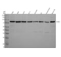 Anti-Nuclear Matrix Protein p84 Monoclonal Antibody