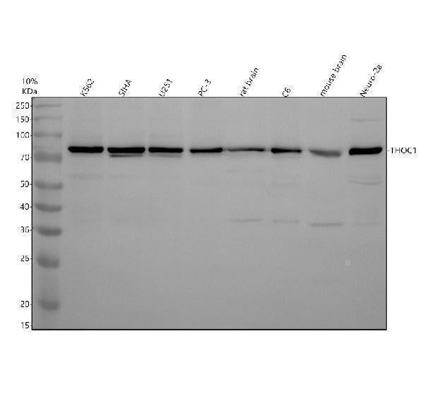 Anti-Nuclear Matrix Protein p84 Monoclonal Antibody