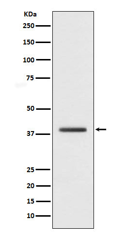 Western blot analysis of macroH2A.1 expression in HepG2 cell lysate.