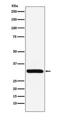 Western blot analysis of PSME1 expression in Jurkat cell lysate.