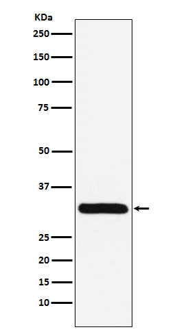 Western blot analysis of PSME1 expression in Jurkat cell lysate.