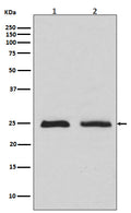 Western blot analysis of Rab4 expression in (1)MCF7 cell lysates (2)HeLa cell lysate.