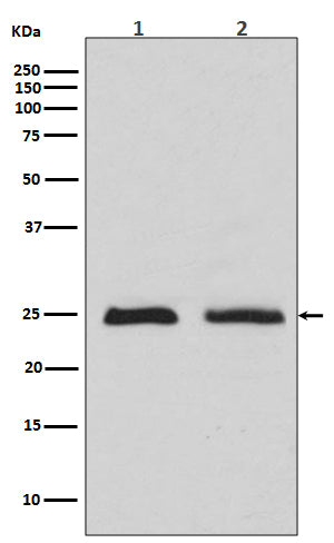 Western blot analysis of Rab4 expression in (1)MCF7 cell lysates (2)HeLa cell lysate.