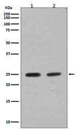Western blot analysis of Rab4A expression in (1) SH-SY5Y cell lysate; (2) MCF-7 cell lysate.