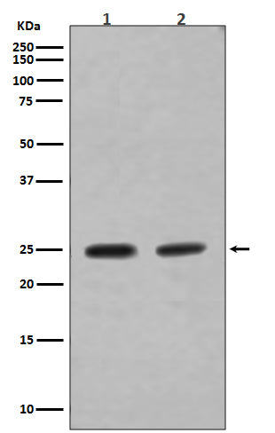 Western blot analysis of Rab4A expression in (1) SH-SY5Y cell lysate; (2) MCF-7 cell lysate.
