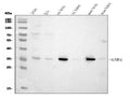 Anti-GNB1 Antibody Picoband® (monoclonal, 11F9)