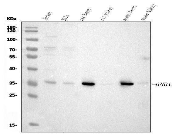 Anti-GNB1 Antibody Picoband® (monoclonal, 11F9)