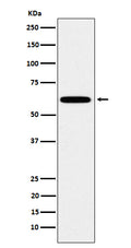 Western blot analysis of HSF2 expression in HeLa cell lysate.