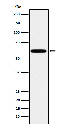 Western blot analysis of HSF2 expression in HeLa cell lysate.