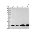Anti-MGST1 Rabbit Monoclonal Antibody