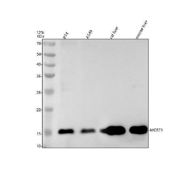 Anti-MGST1 Rabbit Monoclonal Antibody