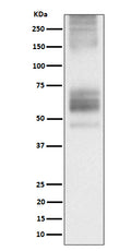 Western blot analysis of Somatostatin Receptor 1 expression in 293T transfected with Somatostatin Receptor 1 cell lysate.