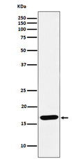 Anti-SFT Rabbit Monoclonal Antibody