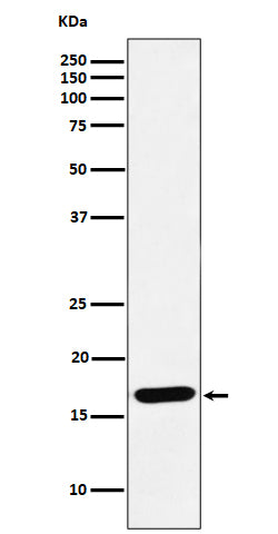 Anti-SFT Rabbit Monoclonal Antibody