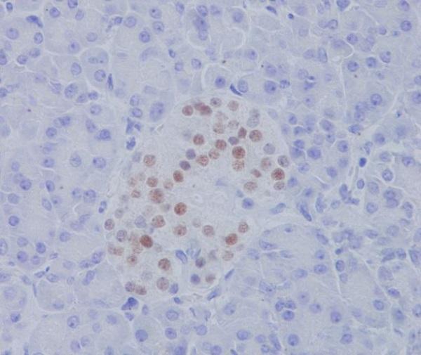 Immunohistochemical analysis of paraffin-embedded human pancreas, using NKX2.2 Antibody.
