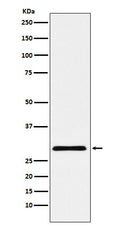 Western blot analysis of cbx7 expression in HepG2 cell lysate.