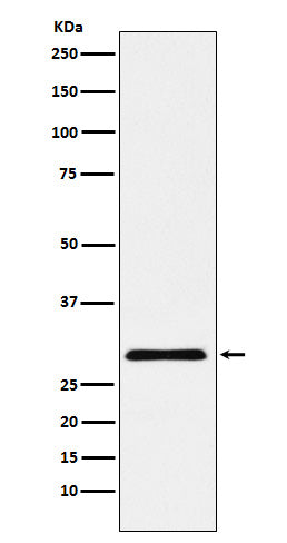 Western blot analysis of cbx7 expression in HepG2 cell lysate.