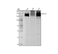 Anti-SMCHD1 Rabbit Monoclonal Antibody