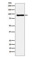 Western blot analysis of KAISO expression in MCF7 cell lysate.
