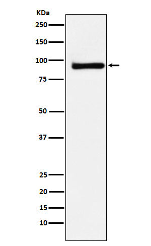 Western blot analysis of KAISO expression in MCF7 cell lysate.