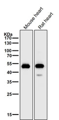All lanes use the Antibody at 1:2K dilution for 1 hour at room temperature.
