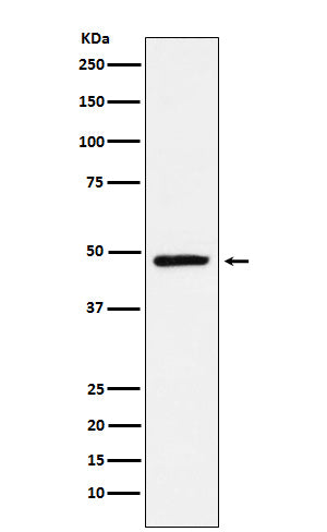 Western blot analysis of NR2E1 / Tailless expression in SH-SY5Y cell lysate.