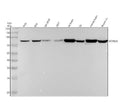 Anti-ACVR2A Rabbit Monoclonal Antibody