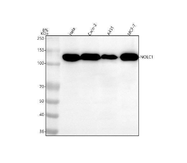 Anti-NOLC1 Rabbit Monoclonal Antibody
