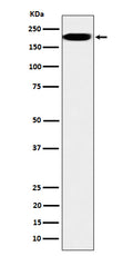 Western blot analysis of IQGAP2 expression in HepG2 cell lysate.