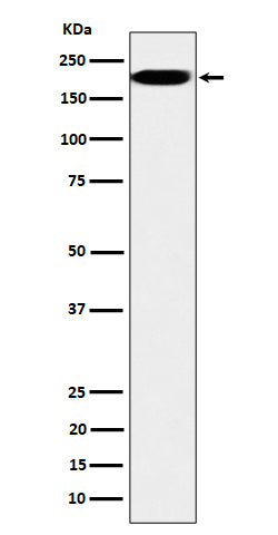 Western blot analysis of IQGAP2 expression in HepG2 cell lysate.