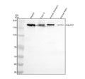 Anti-IQGAP2 Rabbit Monoclonal Antibody