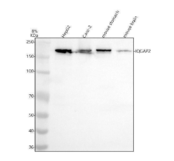 Anti-IQGAP2 Rabbit Monoclonal Antibody
